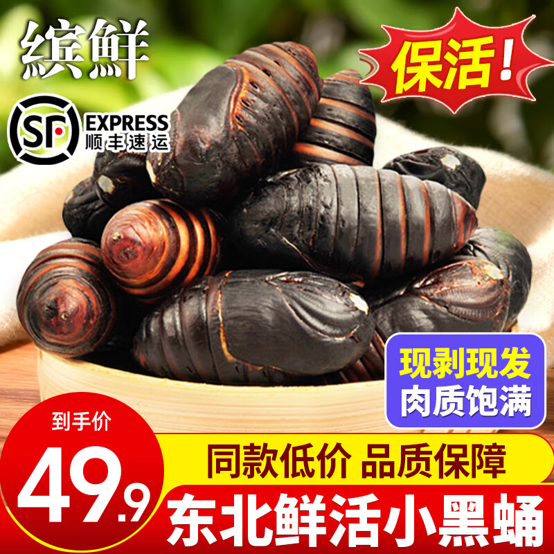缤鲜东北鲜活柞蚕蛹大个蚕蛹新鲜活蝉蛹黄蚕蛹大茧蛹高蛋白香蝉蛹500g 小黑蛹3-4厘米（500克约65个）净重