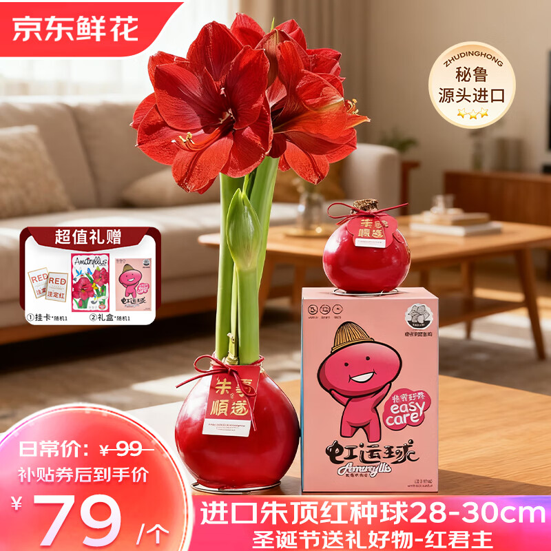京东鲜花进口朱顶红礼盒版-红君主28-30cm红花蜡球圣诞节日礼物源头直发