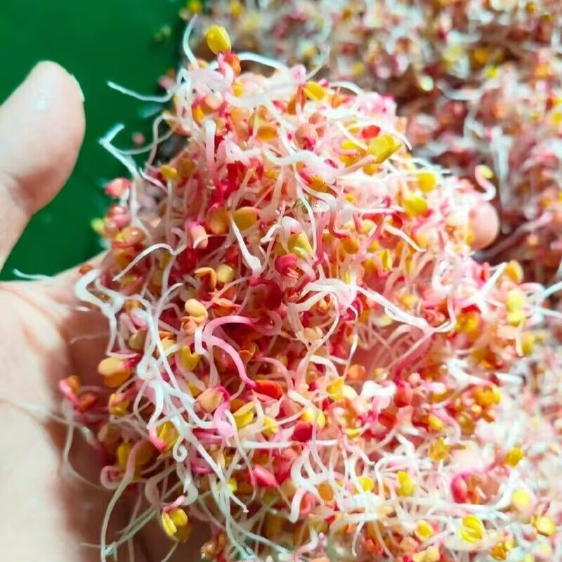 新鲜红萝卜 紫萝卜芽 芽苗菜 凉拌菜饭店酒店西餐摆盘装饰花草 红萝卜