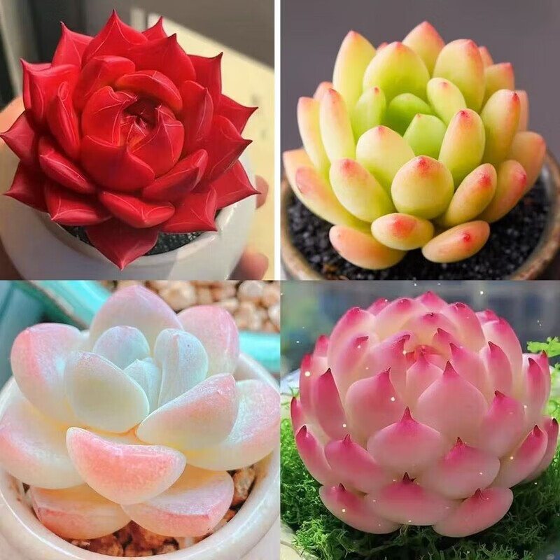 新款多肉种子组合植物新手肉肉好养办公室耐寒盆栽室内花卉 红骑士