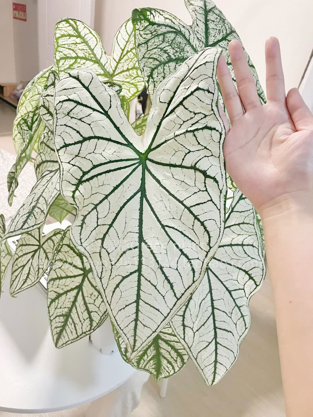 白色恋人彩叶芋盆栽绿植阳台客厅办公室内in网红植物卧室摆件好养