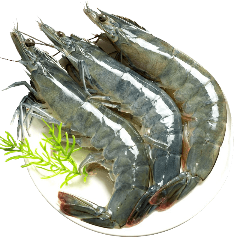 ڲܰϺϺٶൺϺϺˮʻ䶳ϺϺ 16-18cm 3()  99.9Ԫ