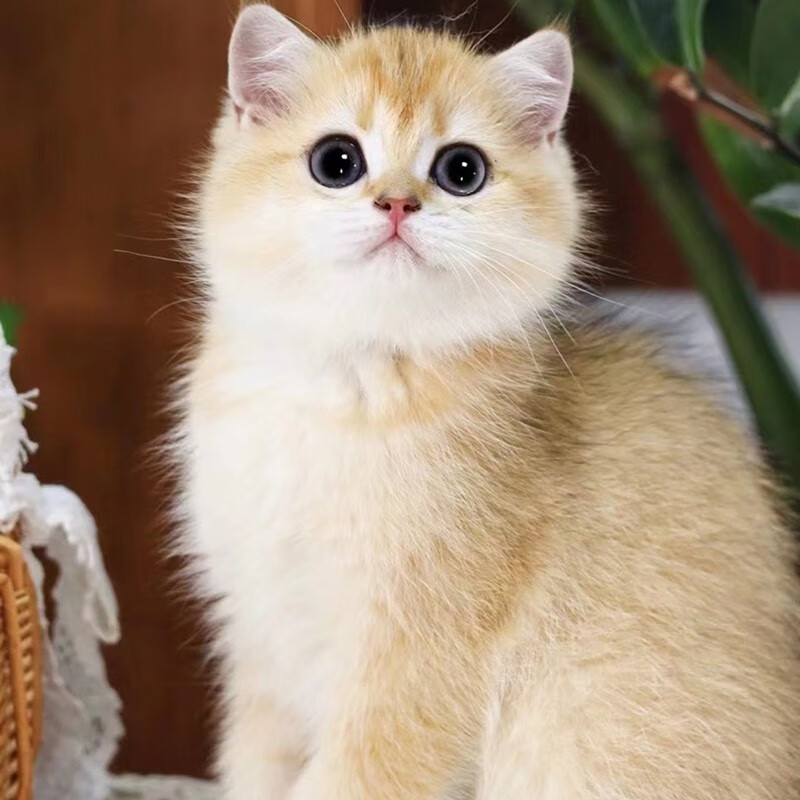 double yellow金渐层蓝猫银点金点英短幼猫咪活体猫宠物幼崽小猫活物