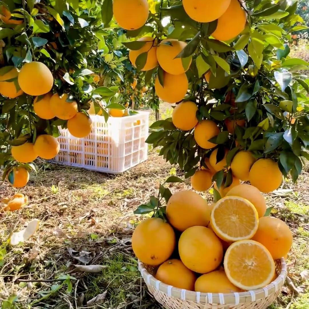 中果农茂江西赣南脐橙赣州脐橙手剥甜橙新鲜水果当季现摘橙子节日送礼生鲜 “橙”来运转-净重8.5斤【果径75-80mm】带箱