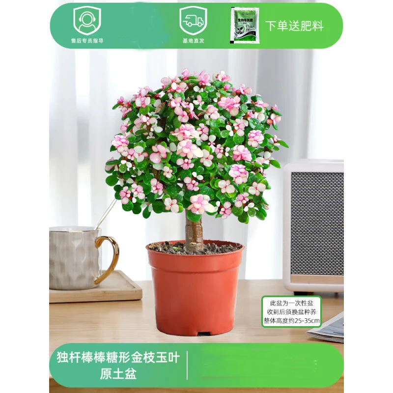 盆栽水培多肉植物室内花卉办公老桩绿植净化好养肉肉盆景 老桩金枝玉叶(独杆棒棒糖形)原盆 1盆