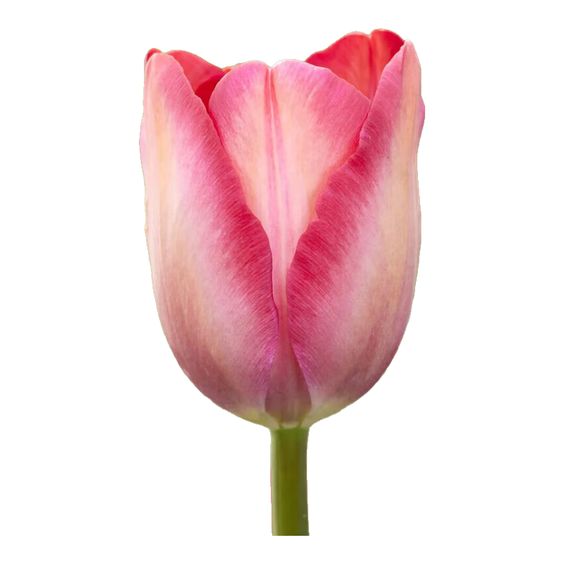 ̨ˮֲ༾ͺֲ ɫ3+ӪҺ ܳ10/11cm 6.98Ԫ