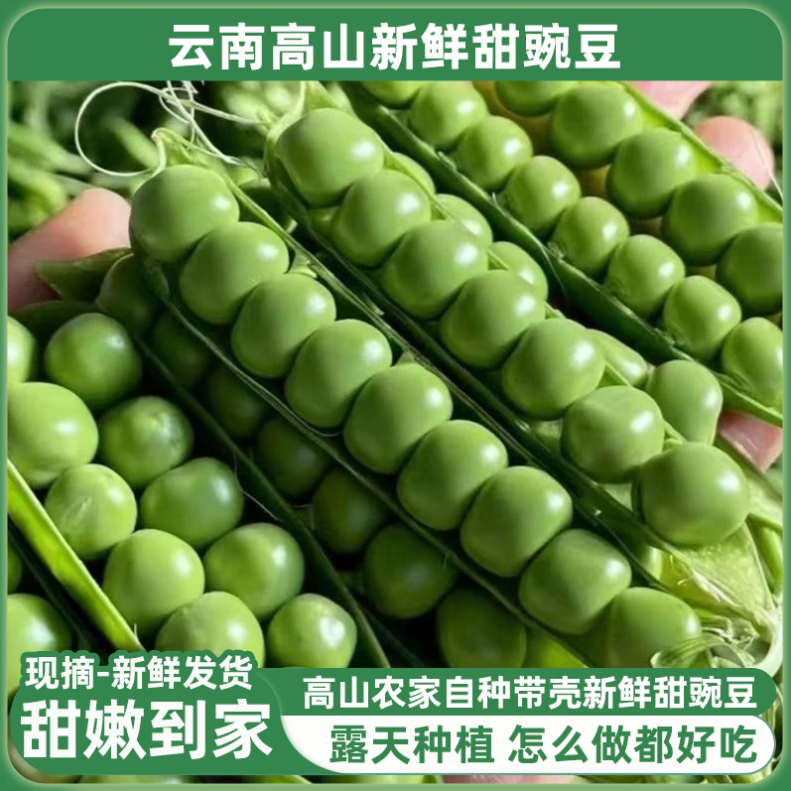 云南高山露天种植新鲜甜豌豆农家自种新鲜蔬菜豆角豆米现摘现发 带壳甜豌豆：1斤-试吃