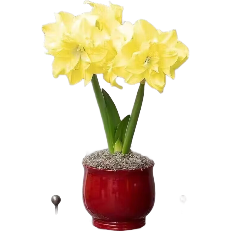 �����꿪���������ذ��춥�������ļ�����ֲ�������������˺����� ����ܽ ֱ��5cm����1���������졿