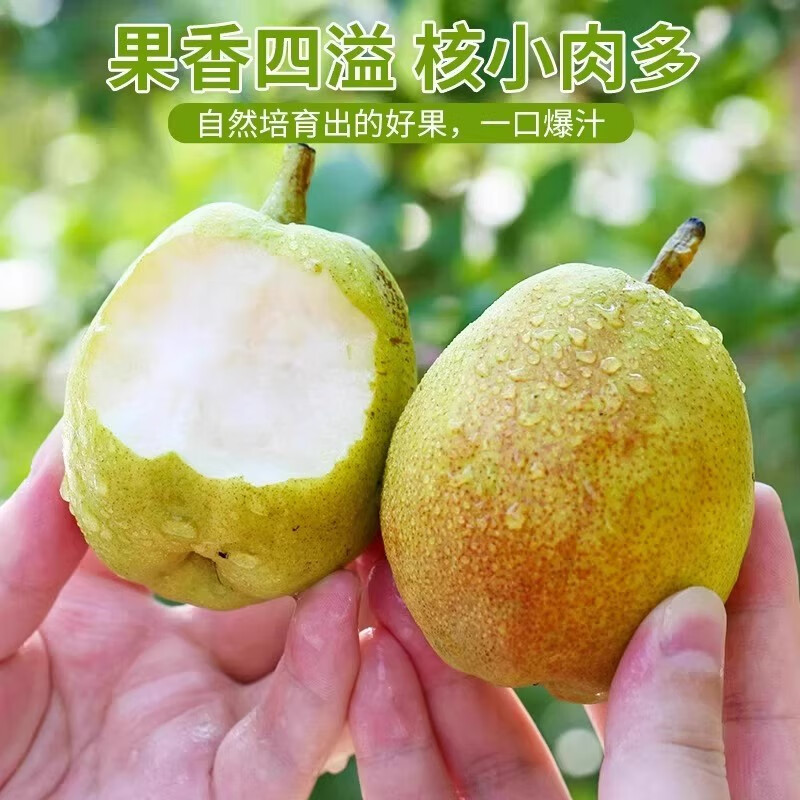 绿熊庄园新疆库尔勒香梨新鲜香梨子皮薄脆甜多汁应季孕妇水果当季源头直采 【热销特级果】  单果120g往上 净重4.5-5斤