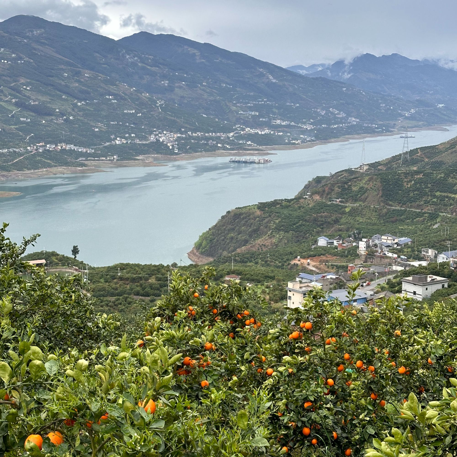 逮果重庆奉节脐橙春橙纽荷尔福本新鲜水果橙子现摘大果皮薄甜橙 彩箱礼盒10斤装【净重9斤  单果200-300g】