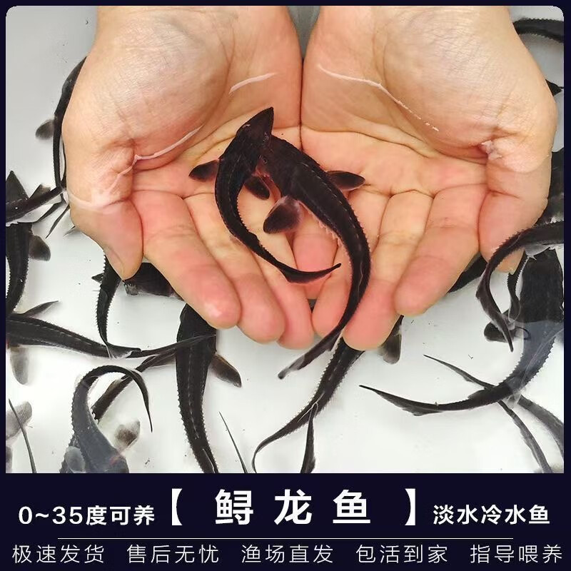 鲟鱼苗鲟龙软骨鱼尖嘴鲟鱼苗中华龙鱼苗大体型淡水冷水养殖食用鱼 鲟鱼11-13厘米90条送10条路损
