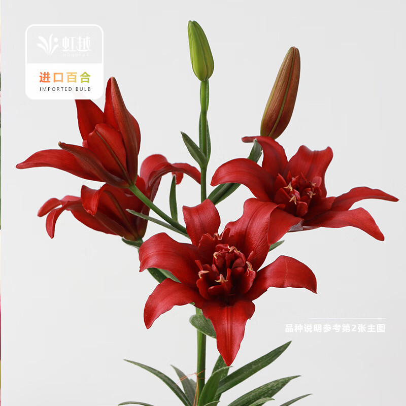 ��Խ ���ڰٺ�����3��װ ���Ե�������������ˮ�ٺϻ������� �������ذ��ǰ١���ӥ��14/16�� 18.2Ԫ