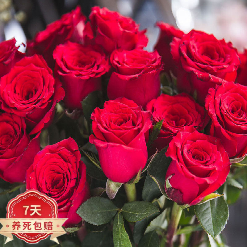 花友卡罗拉 红玫瑰花苗 黑玫瑰花卉观花植物阳台盆栽大花月季 法国