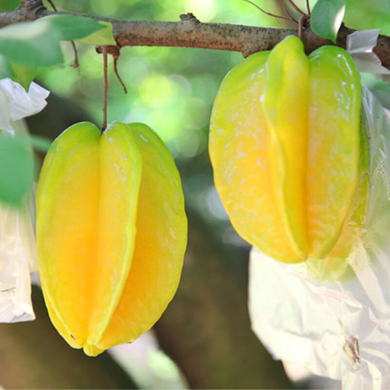 杨桃水果当季农家现摘香甜多汁五角星 杨桃2斤带箱（单个130g起）