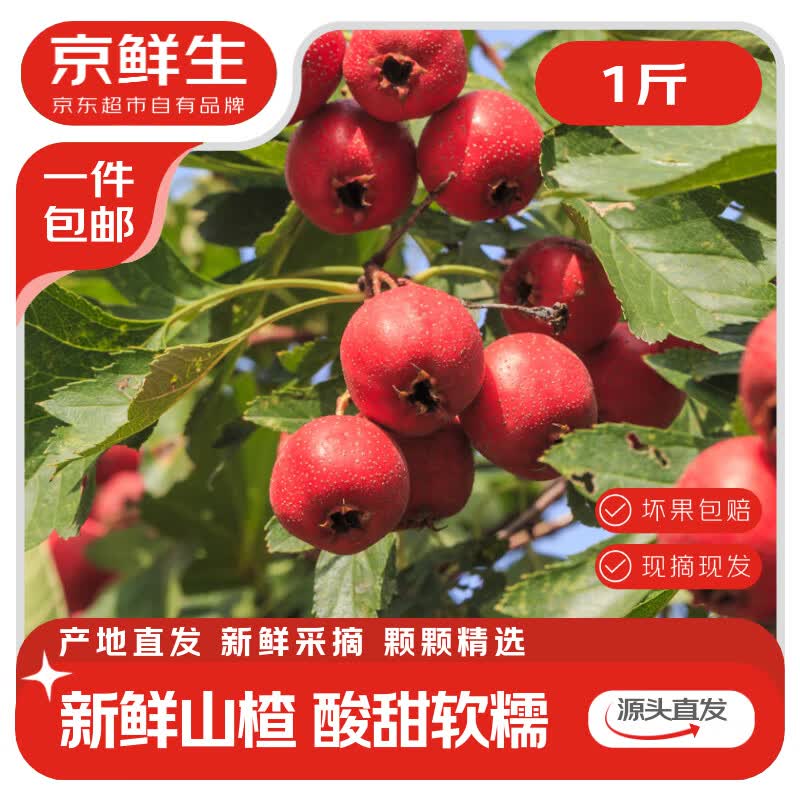 京鲜生 山西大五星山楂 净重1斤 单果8g+冰糖葫芦源头直发包邮