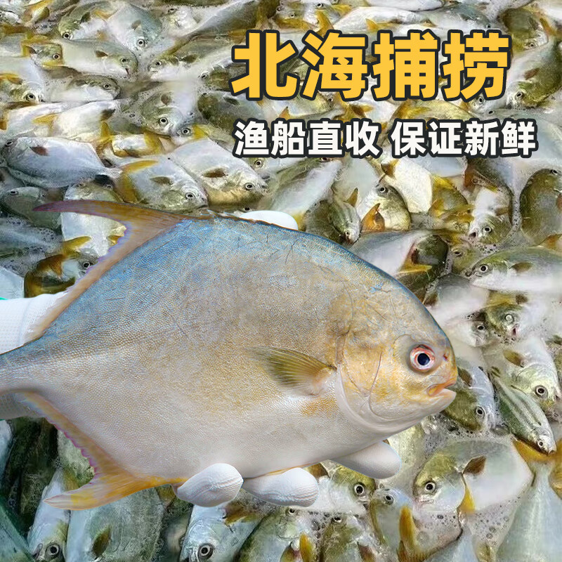 桂之海 桂（GUIZHIHAI）北海金鲳鱼新鲜杀好深海鱼鲜活去鳃去内脏冷冻生鲜特大开腹金昌鱼 5条超大【520-600g/条】新鲜杀好
