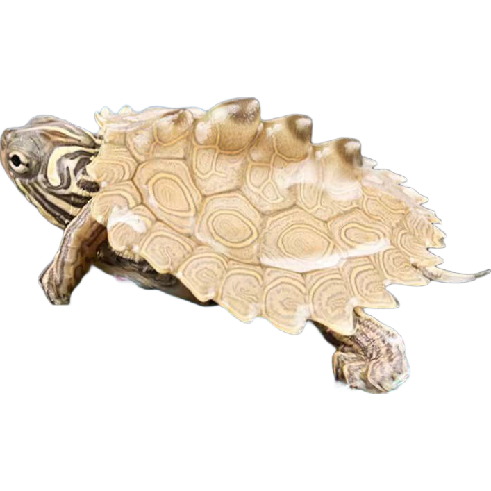 ��ˮ��ͼ�� ����� ���� ������� ����������ʹ�۵�ͼ����С�ڹ� 6-7���� 2ֻ 25.9Ԫ