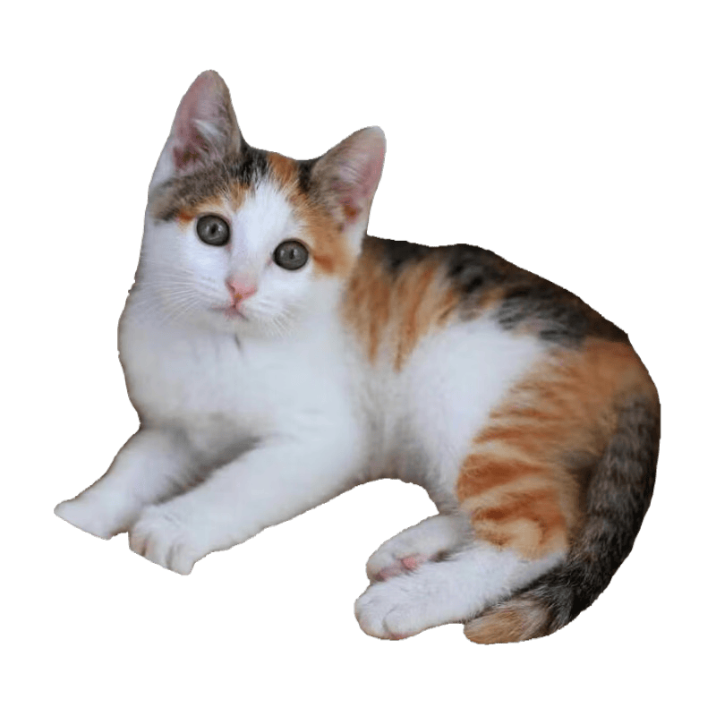 è����� �껨è �л���԰è ��è ����è ����è ��ţè ����è ���� ��԰�� ���� ��ĸ��ע    ֻ��209Ԫ һֻ�������͵��ң���