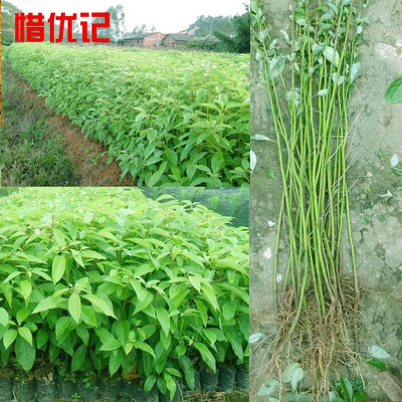 大叶香樟树苗四季常青绿化苗木香樟树小苗可驱蚊庭院绿化树苗 1m高苗 51cm(含)-80cm(含)主图2
