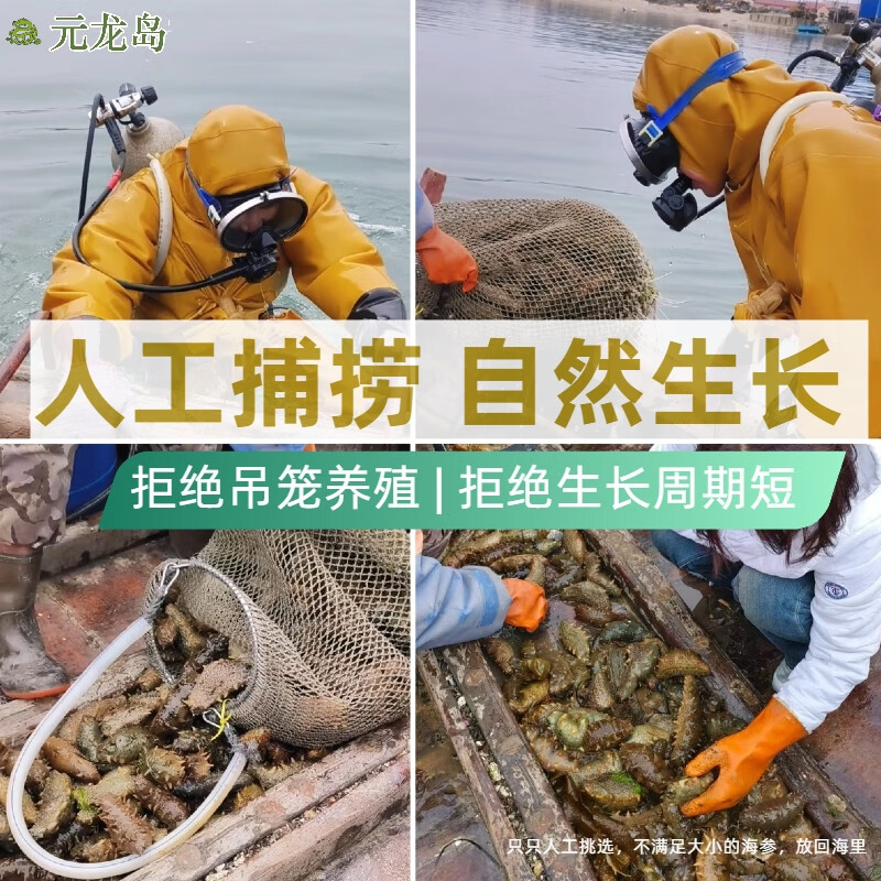 元龙岛即食海参 大连海参 辽参 长海县野生海参底播刺身 鲜食海参礼盒 鲜食海参礼盒1斤 6~10只