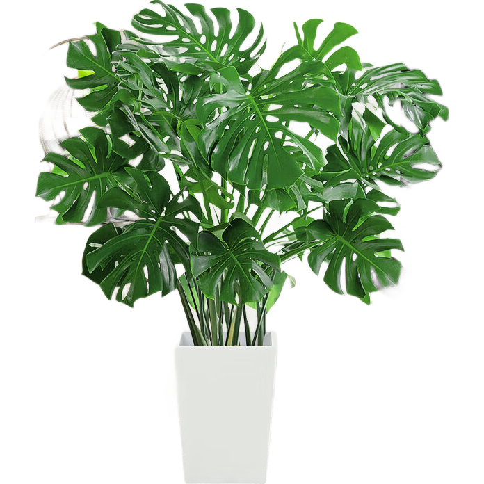 �걳��������������ڿ�����Ҷ��׮ֲ����ӹ��Աߴ�����ֲ��� ��ƷA���걳��50-60cm�������衿 39.9Ԫ