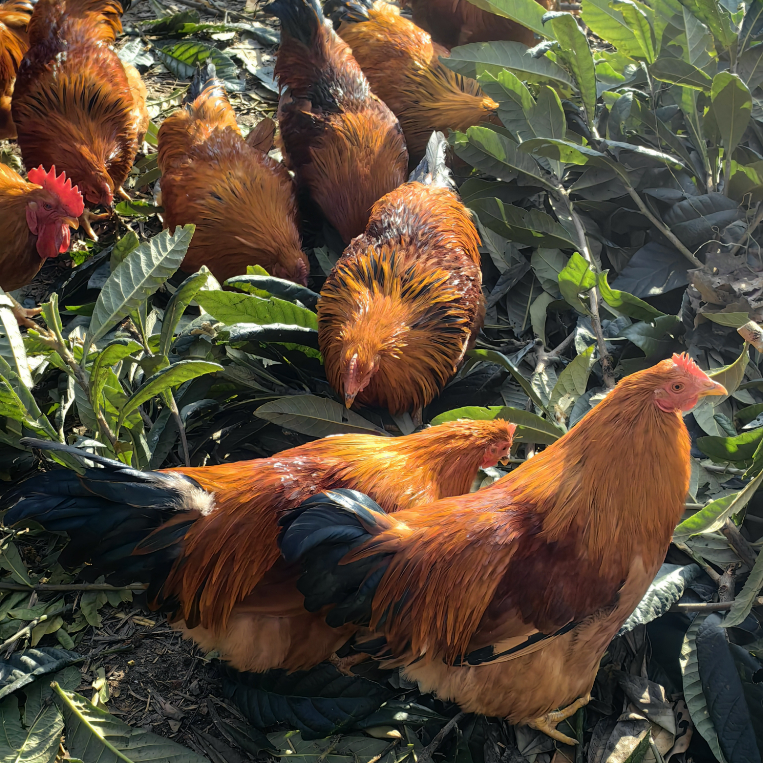 象山海岛农家果园散养土鸡阉鸡走地鸡 净重5.5斤以上