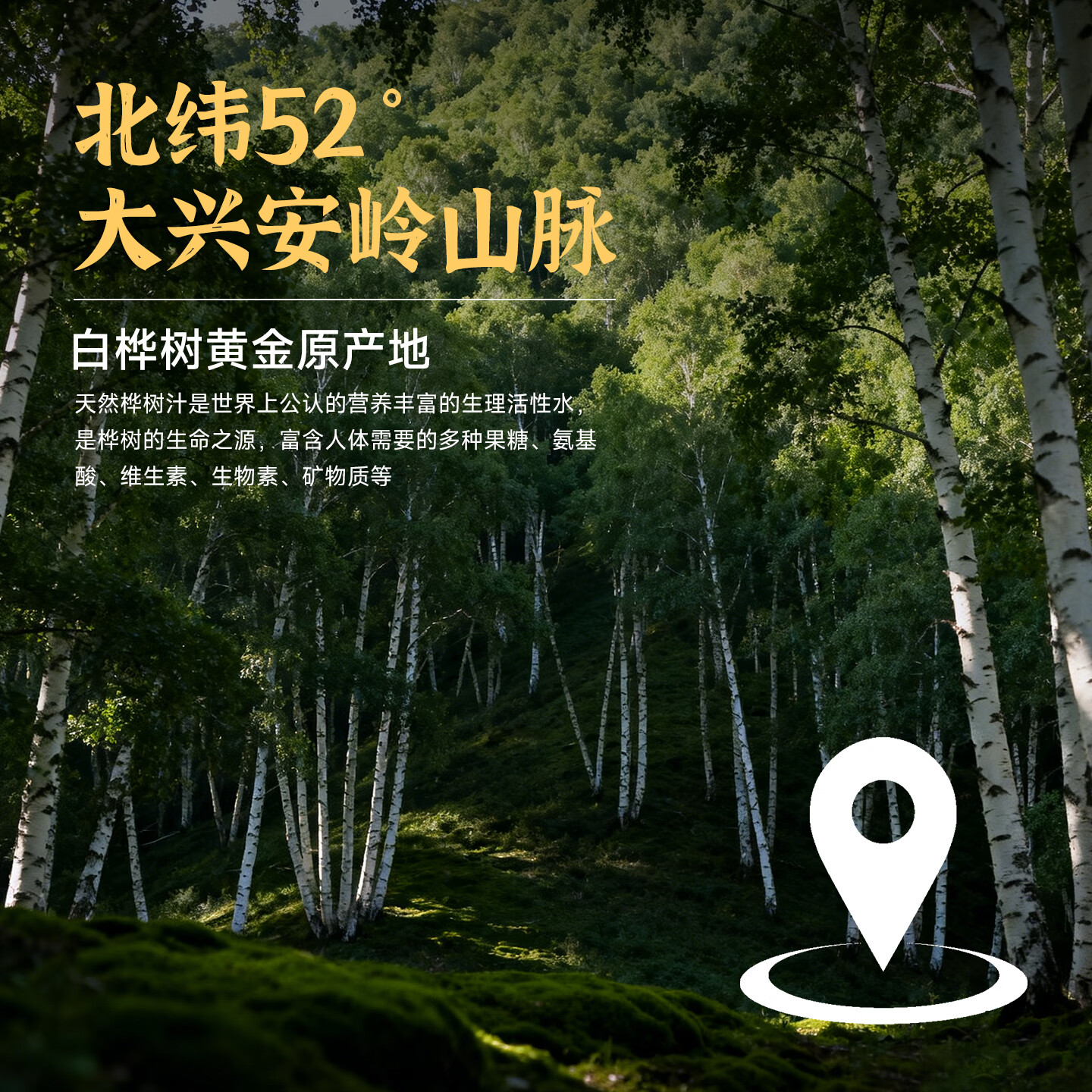 葡口100%白桦树汁原液天然NFC植物饮料大兴安岭0卡0脂肪解腻聚会送礼 【238ml*10瓶】小包装易携带 日期新鲜破损包赔