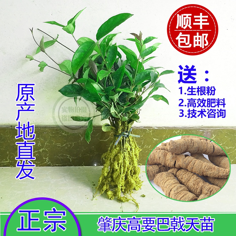 正宗肇庆德庆巴戟苗高要中药树苗鸡肠风树苗 购10-19棵(每1棵价格)