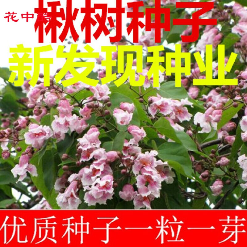 花中酷种子 梓桐 旱楸蒜台 水桐树种子 梓树种子 楸树种子一斤