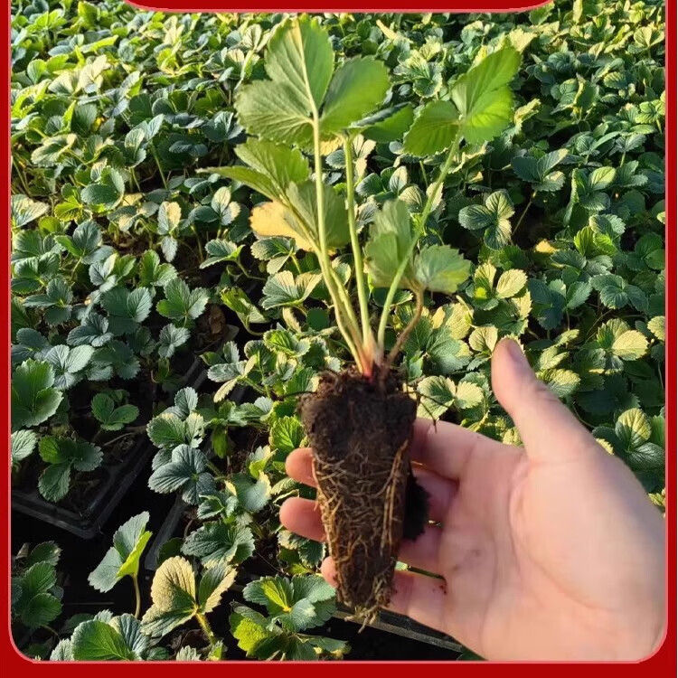 庞贸草莓苗秧奶油红颜隋株特大优质苗南北方阳台庭院露天四季盆栽种植 【新人福利】限购红颜草莓2颗 【穴盘苗】