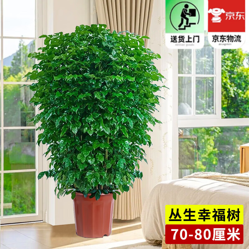 欧芽  幸福树客厅大盆栽室内好养花卉盆景绿植办公室常青植物 【精品丛生幸福树】高70-80厘米 带盆栽好