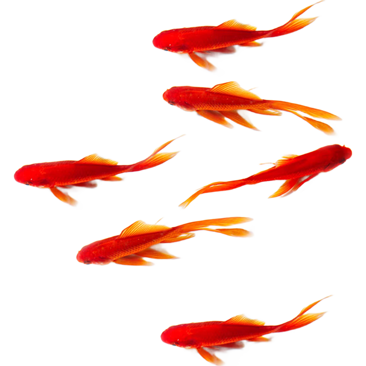 ݽͻβݹˮ㵭ˮ 5-7cm101020 7.3Ԫ