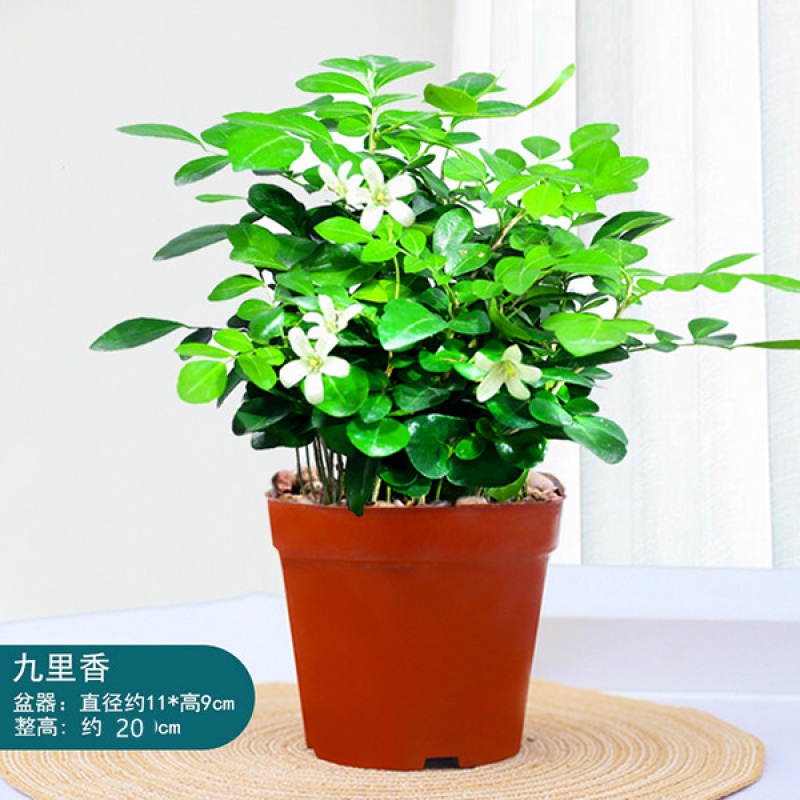 七流婉雅之典九里香盆栽盆景浓香四季植物七里香树苗室内好养花卉驱蚊