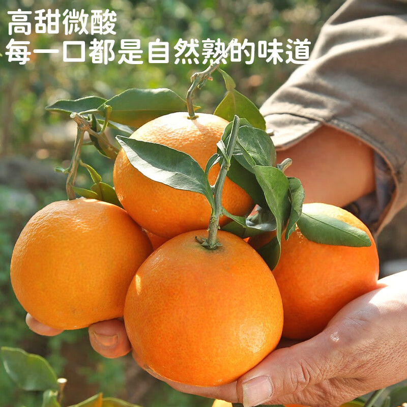 哥妞四川爱媛38号果冻橙手剥橙子新鲜当季孕妇水果桔子整箱大甄选礼盒 【整箱5斤净重】商超果80-85mm