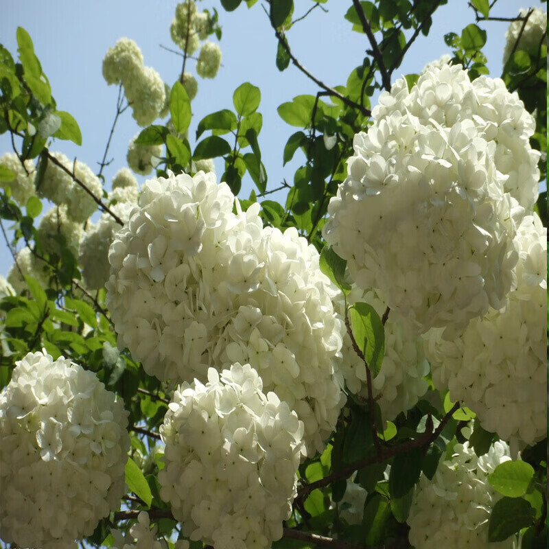 苏鲁雅卉木本白绣球花树苗庭院别墅花卉木本八仙白绣球花苗树形 白