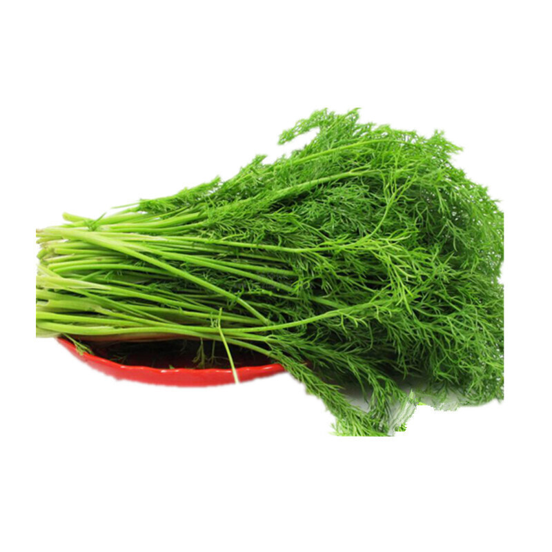 zxc新鲜茴香菜小茴香头茬 嫩茴香大茴香菜苗 2kg 去根发货