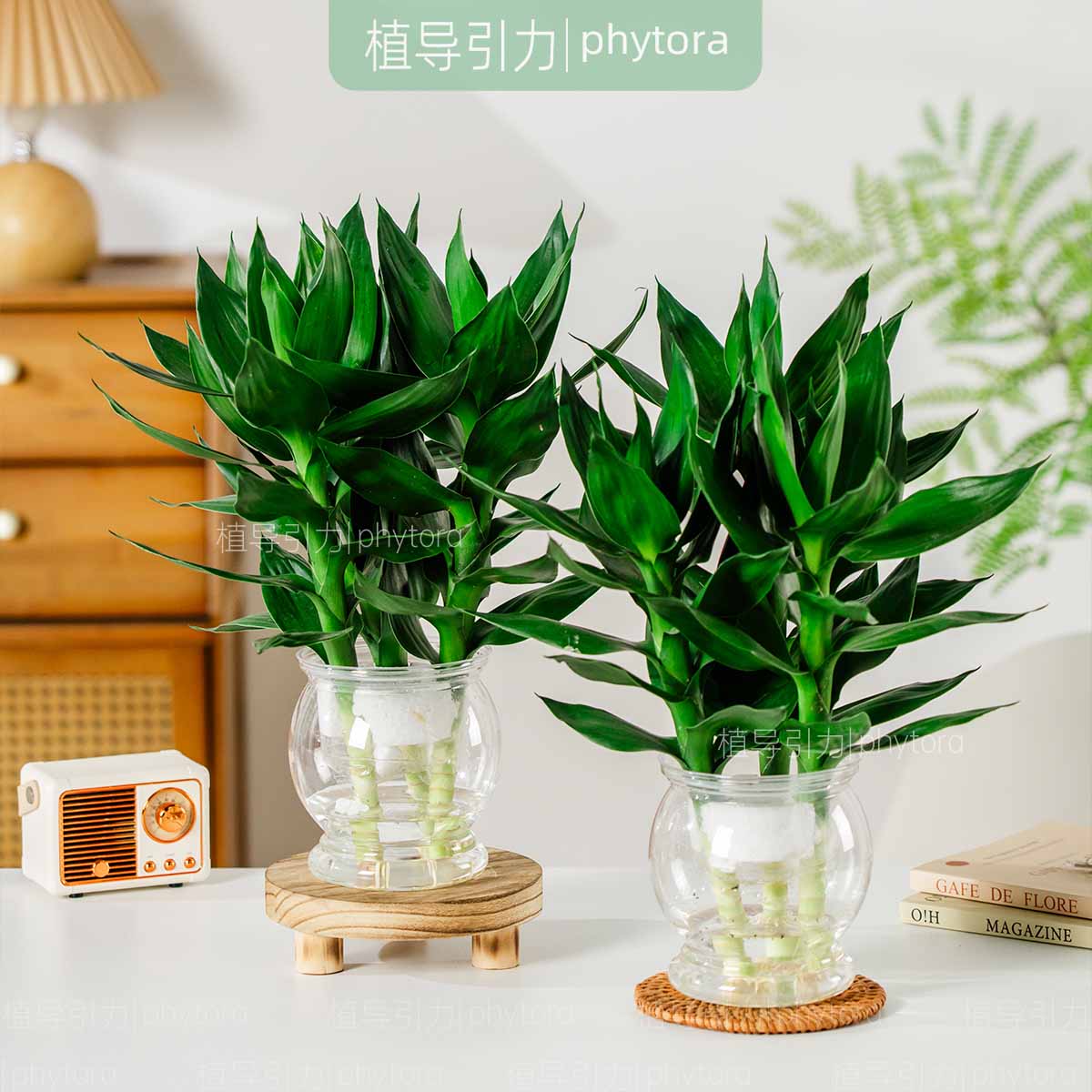 ֲˮֲھֲͰС 2衿+ˮ 10.8Ԫ