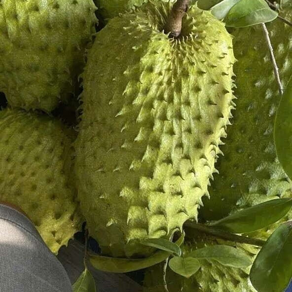 【现货顺丰发】刺果番荔枝红毛榴莲热带新鲜非纯甜释迦果孕妇维C 3.1-3.5斤