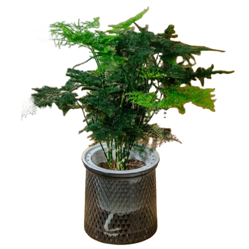 百亿补贴：植导引力文竹绿植小盆栽四季常青室内桌面花卉植物 文竹+轻奢灰自吸盆 12.96元拍2件(合6.48元/件)