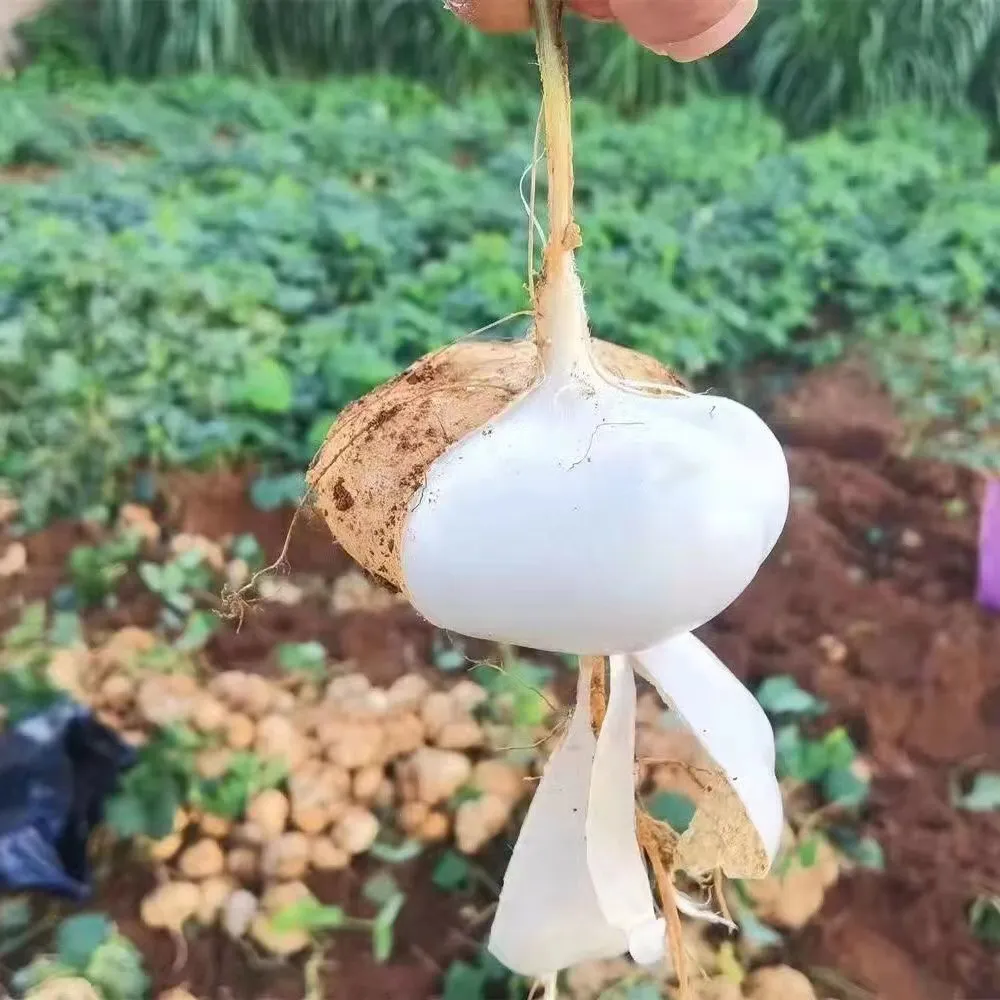 贵州新鲜地萝卜凉薯脆微甜沙葛土瓜水果现挖农家自产白地瓜即食 9斤小果