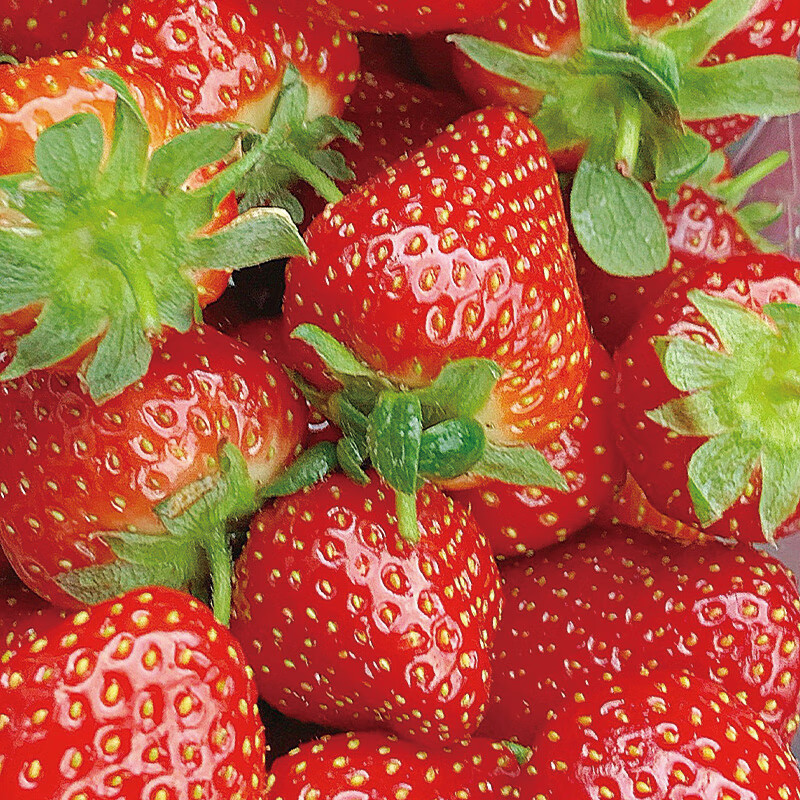 大凉山露天甜草莓新鲜草莓鲜果现摘现发露天种植更健康德昌冬草莓 2斤装草莓中果：净重1.5斤（单果13g+）