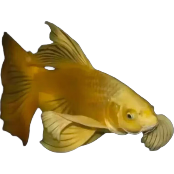 ̨�崿�ֺ�������ɫ5-8���� 1��    4.89Ԫ