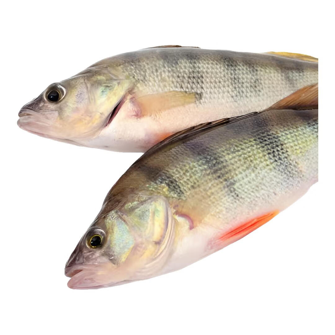 昆仑纪额尔齐斯河冷水五道黑整条鱼装速冻锁鲜去鳞去内脏 额河冷水五道黑300g×6条