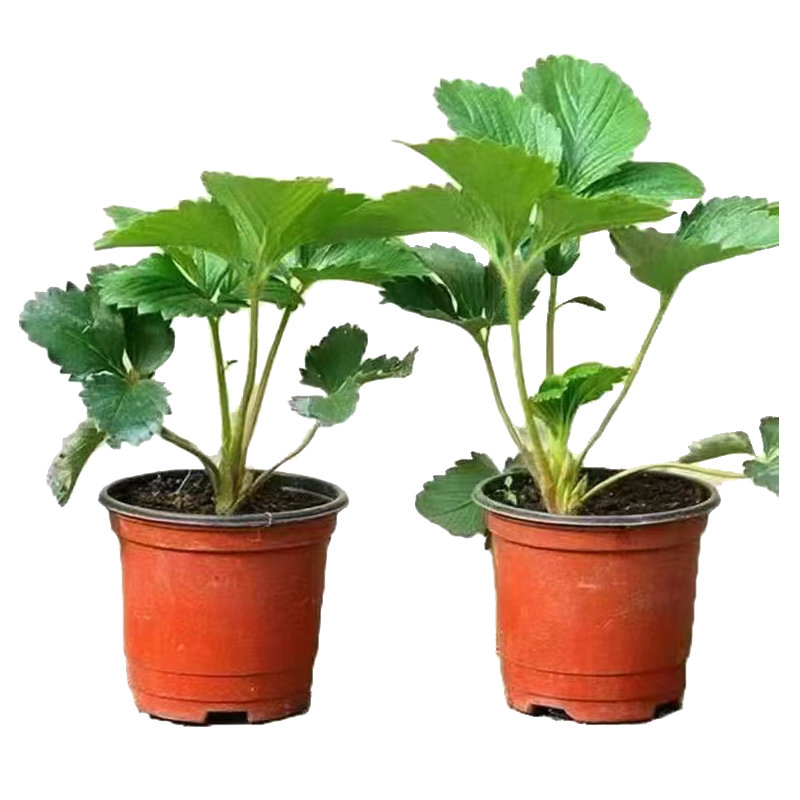 ���Ͳ�ݮ�����Դ������ ��Ѭʳ�ú����ļ���� ���Ʒ��1�� 1.29Ԫ/������2.58Ԫ����յ���