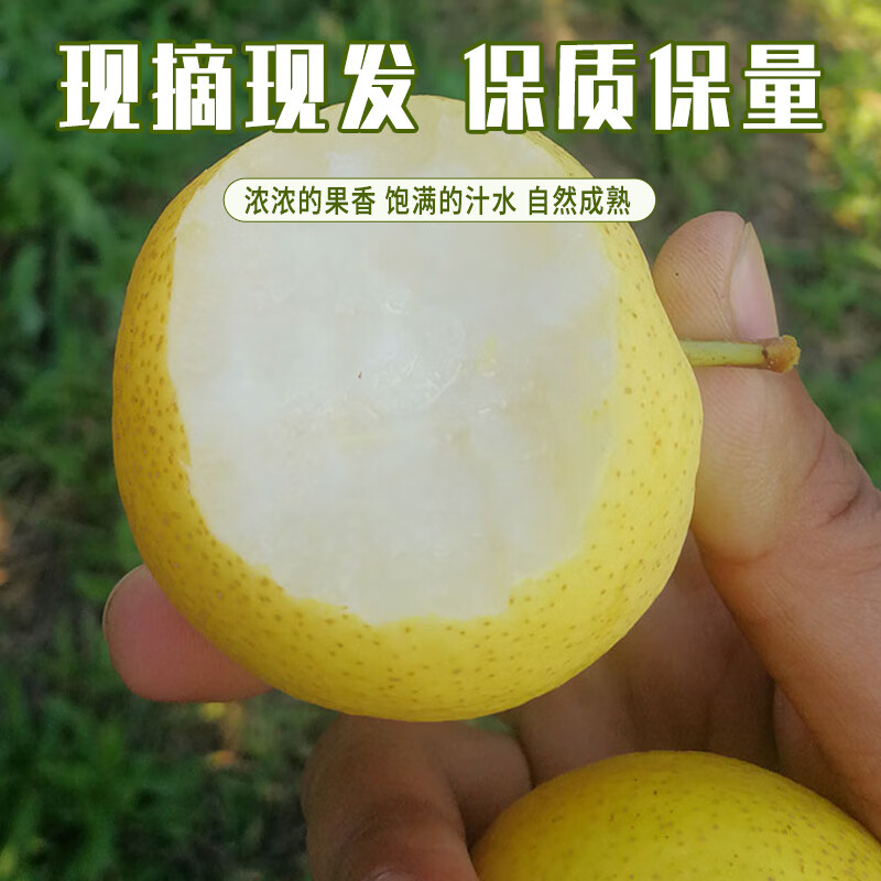 正宗南果梨 辽宁鞍山南国梨东北特产香水梨 新鲜水果产地直发 家庭装 黄南果净果4.5斤(40枚小果)