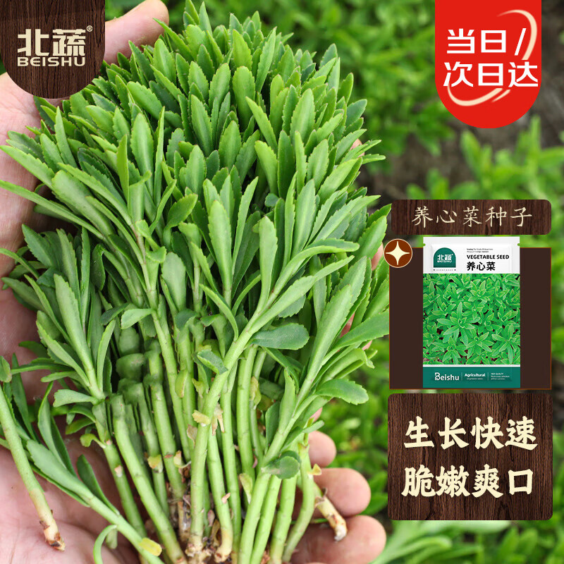 北蔬 养心菜种子种苗救心菜费菜可食用野菜蔬菜种籽 养心菜种子200粒