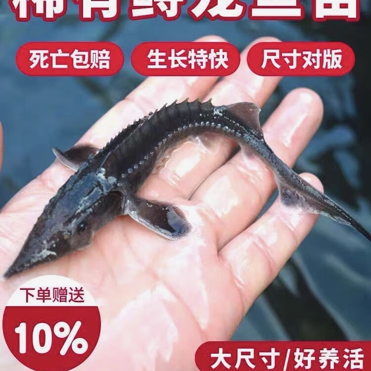鲟鱼苗鲟龙软骨鱼尖嘴鲟鱼苗中华龙鱼苗大体型淡水冷水养殖食用鱼 鲟鱼11-13厘米90条送10条路损