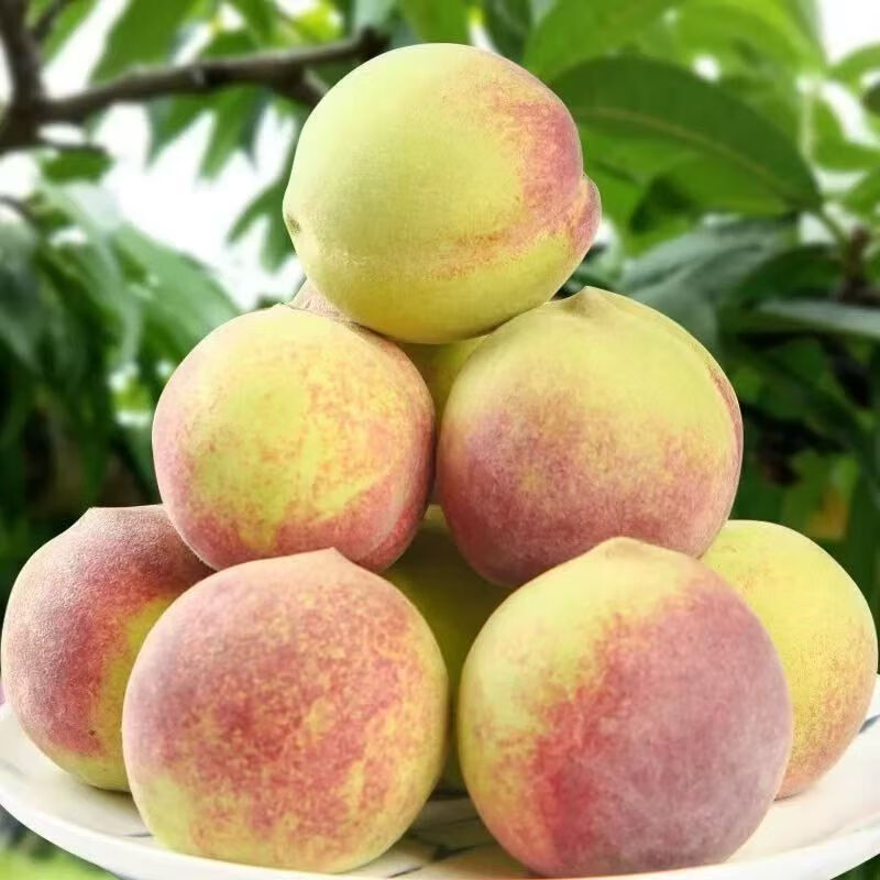 绿相忆 山东青州蜜桃  净重4.5斤【店长力荐】