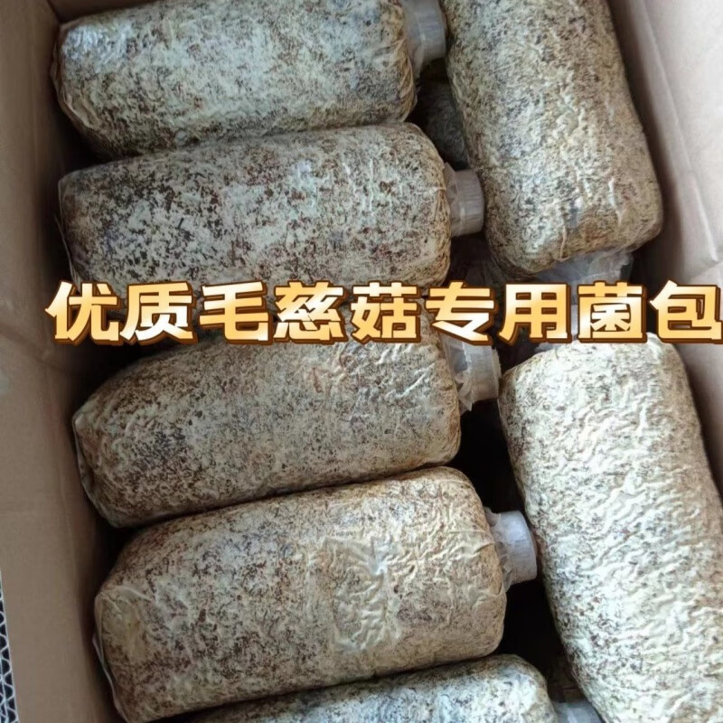 毛慈菇慈菇果荚育苗菌种专用种植毛萌发山慈菇菌毛伴生菌菌包 毛慈菇