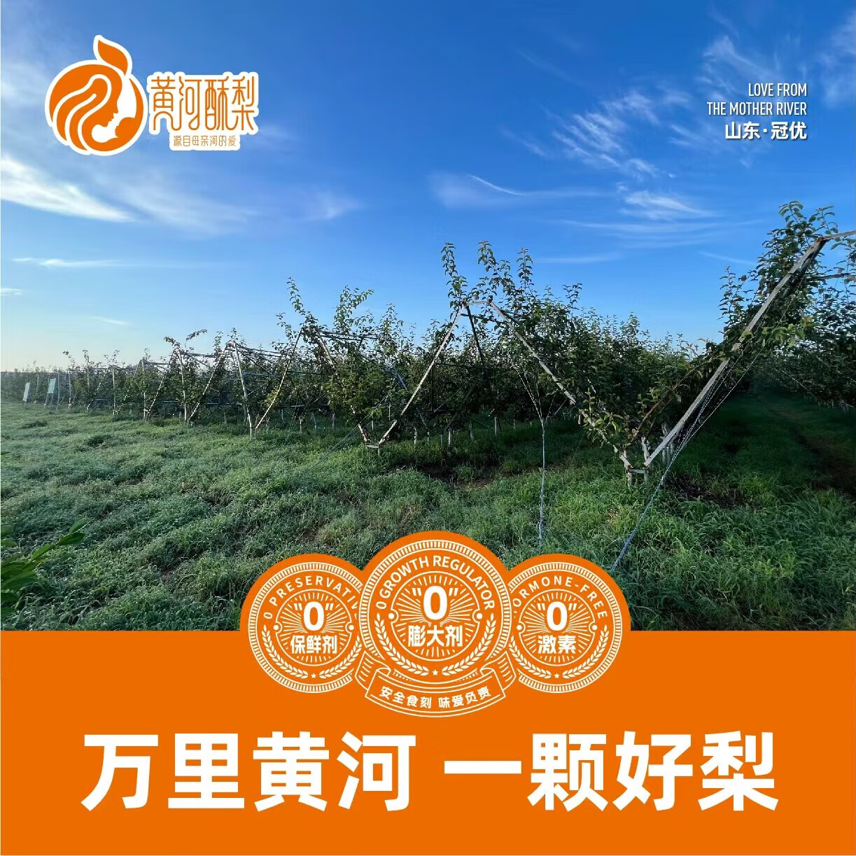 黄河酥梨 官方正品 尝鲜两粒装生鲜水果 农产品 特产 2粒(单果1斤~1.2斤)